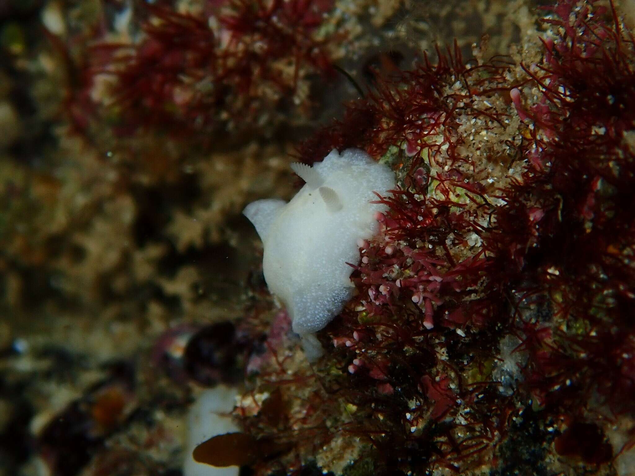 Image of Cadlina tasmanica Rudman 1990