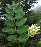 Image of licorice milkvetch