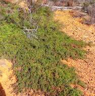 Plancia ëd Leucospermum heterophyllum (Thunb.) Rourke