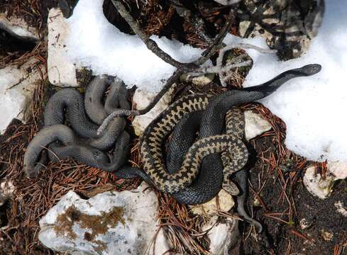 Image of Adder