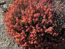 Image of Crassula rupestris subsp. commutata (Friedr.) Tölken