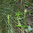 Image of palegreen orchid