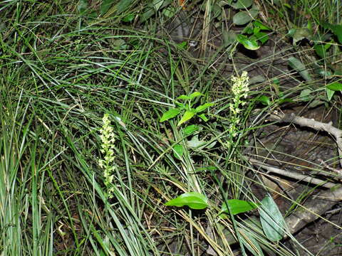 Слика од Platanthera flava var. flava