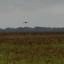 Image of Attwater's greater prairie-chicken