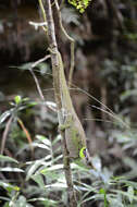 Image of Yellow-green Chameleon