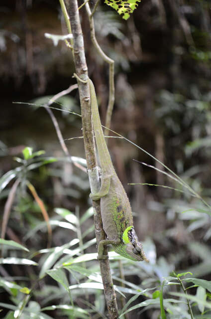 Image of Yellow-green Chameleon