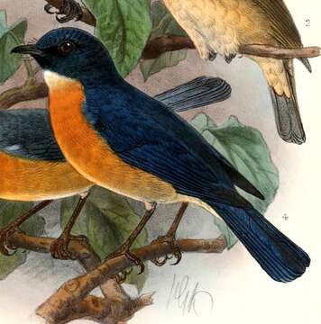 Image of Cyornis Blyth 1843