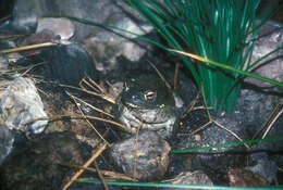 Image of Colorado River Toad Sonoran Desert Toad