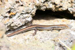 Image of Bold-striped Cool-skink