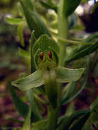 Image of Platanthera holmboei