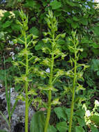 Image of Platanthera holmboei