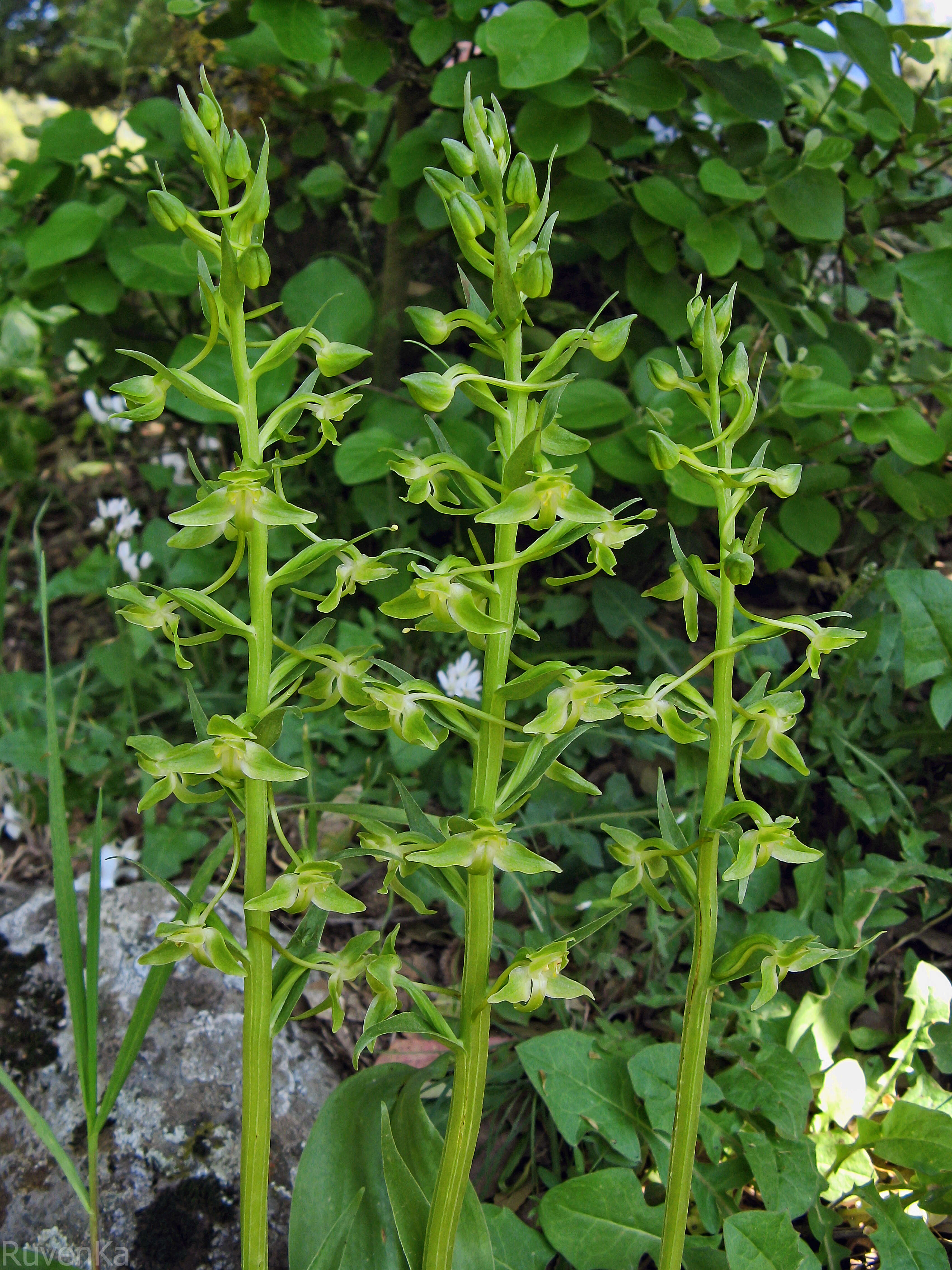 Image of Platanthera holmboei