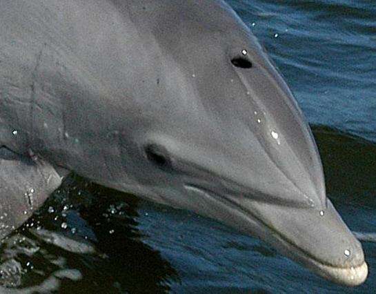 Image of Bottlenose Dolphin