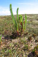 Image of sea spurge