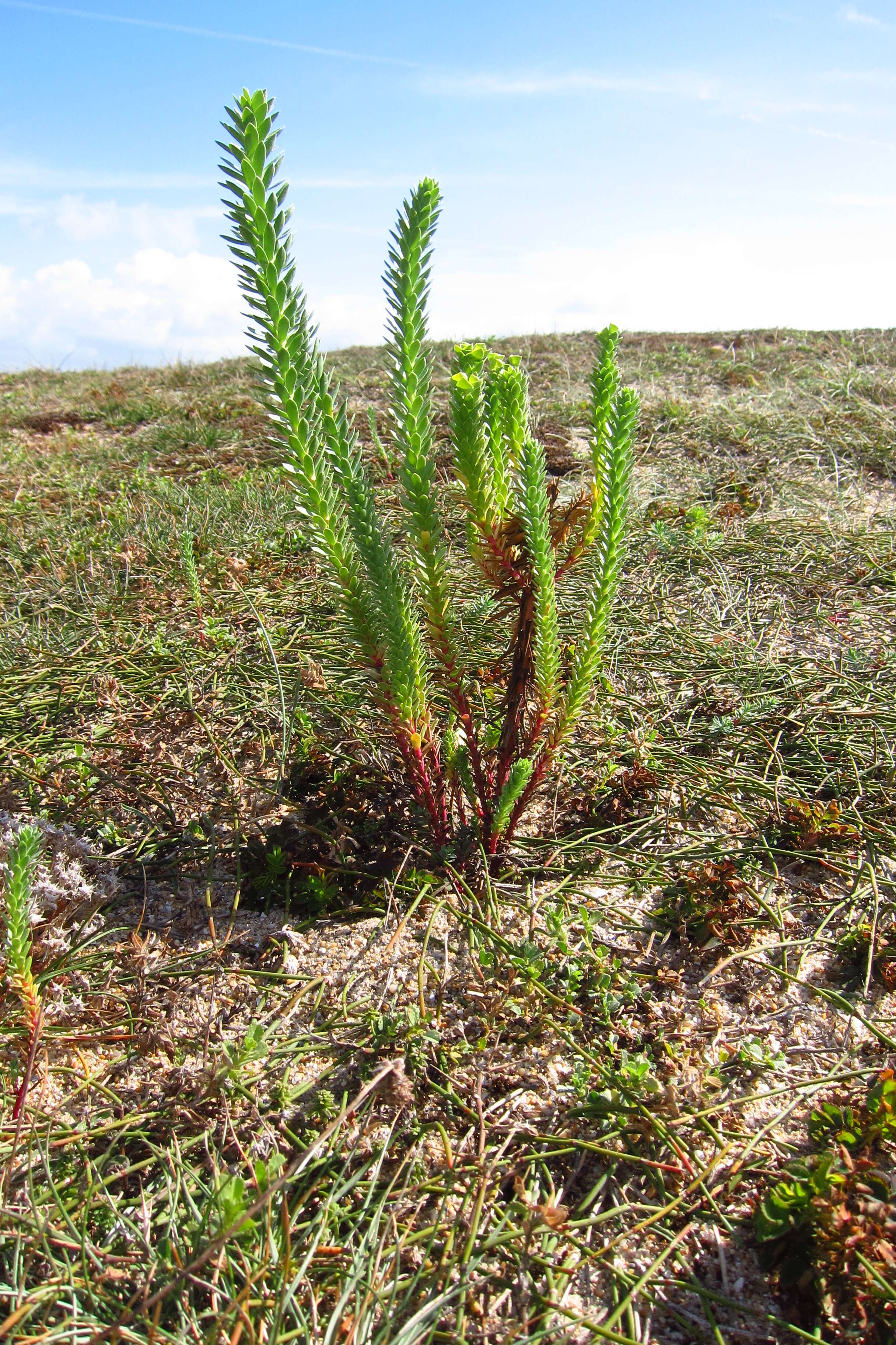 Image of sea spurge