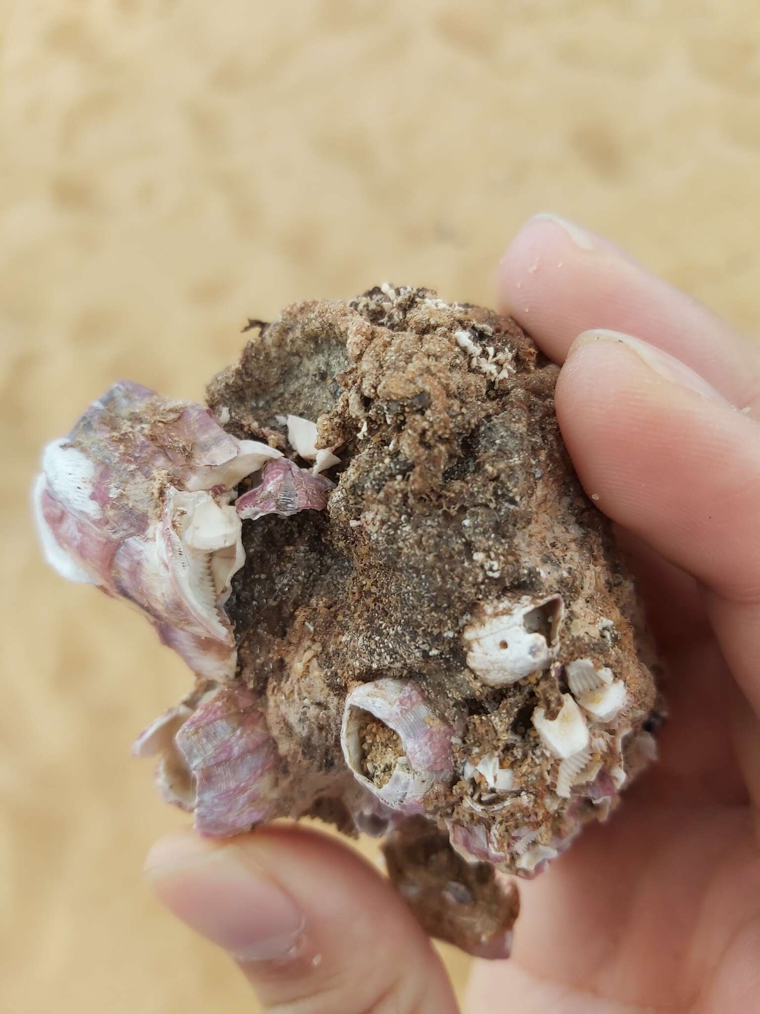 Image of titan acorn barnacle