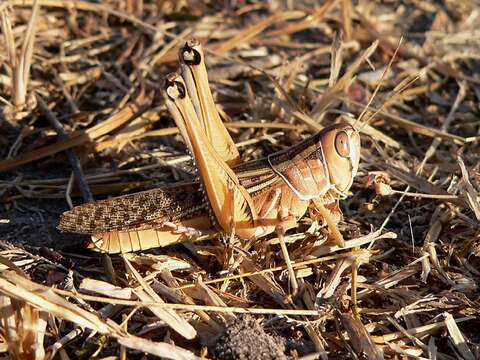 Cataloipus cymbiferus (Krauss 1877)的圖片