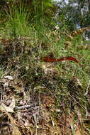 Image of Gonocarpus humilis Orchard