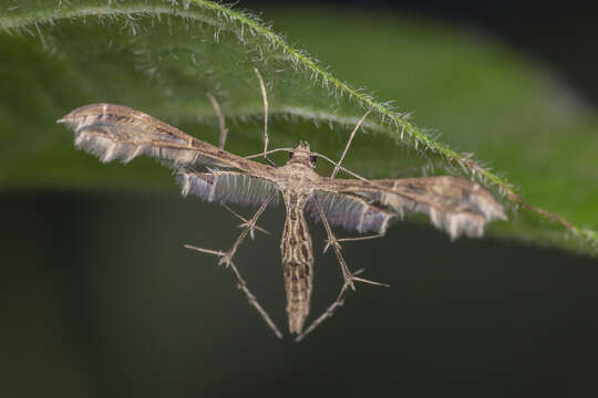 Sphenarches zanclistes (Meyrick 1905) resmi