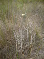 Image of Phylica harveyi (Arn.) Pillans