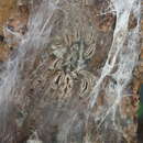 Image of Ornamental Baboon Tarantula