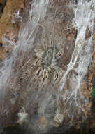 Image of Ornamental Baboon Tarantula