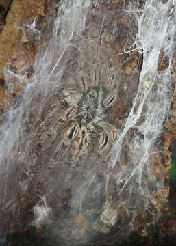 Image of Ornamental Baboon Tarantula