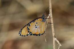 Image of Danaus (Anosia) chrysippus subsp. dorippus Klug 1845