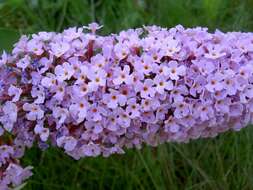 Image of butterfly-bush