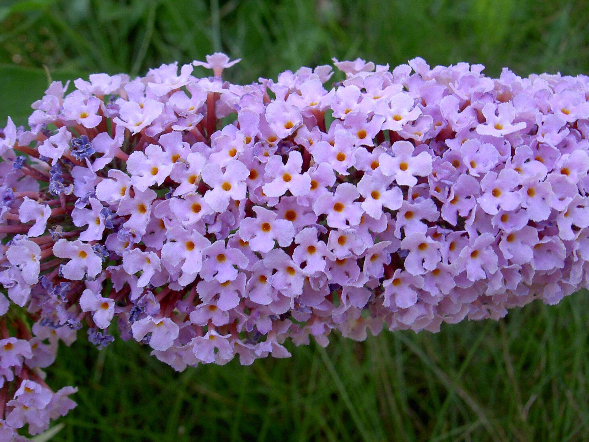 Image of butterfly-bush