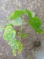 Image of Hawaii Wood-Nettle