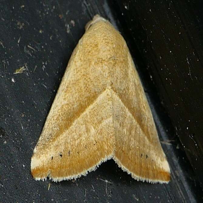 Image of Straight-lined Seed Moth