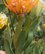 Image of Leucospermum erubescens Rourke