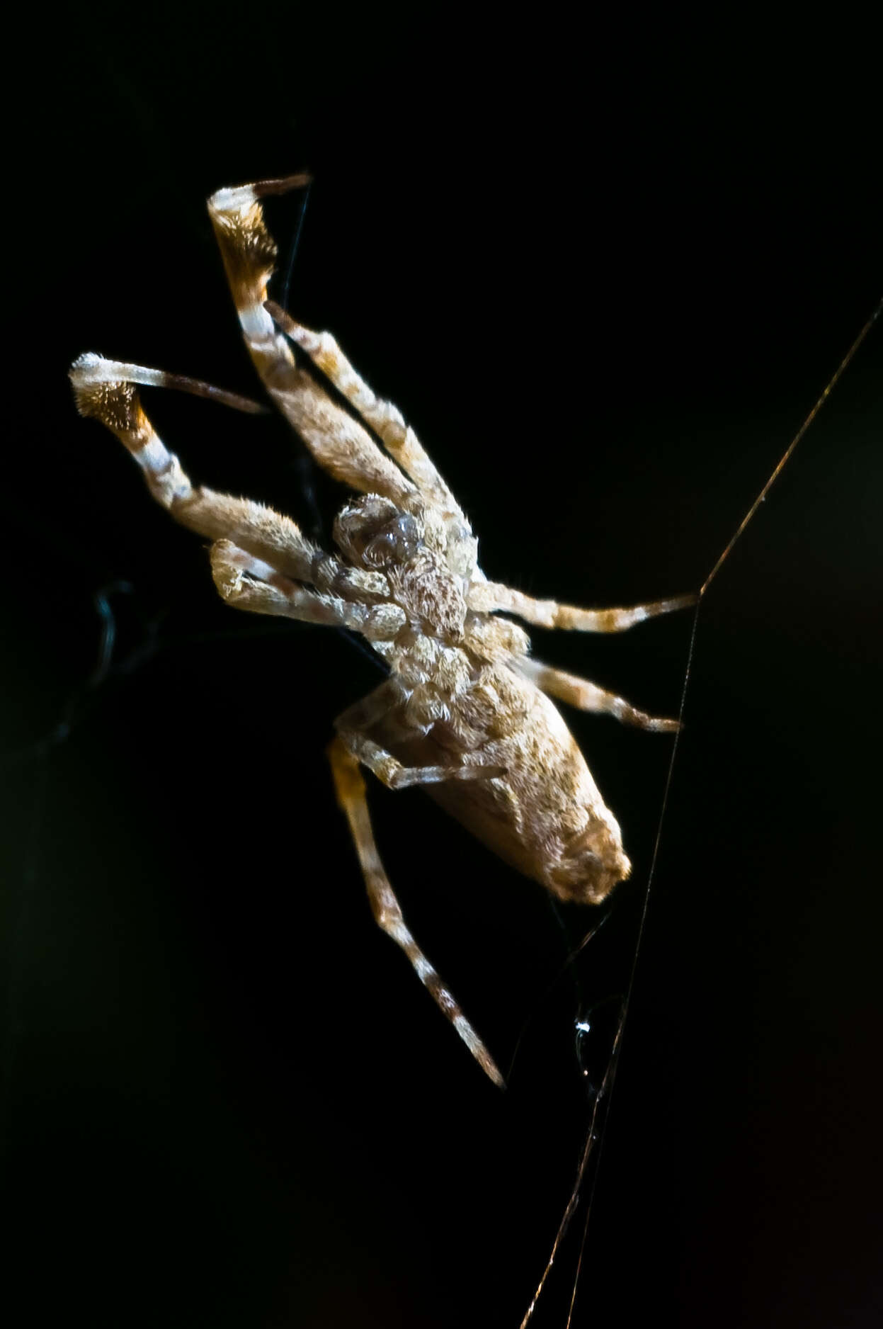 Image of Uloborus walckenaerius Latreille 1806