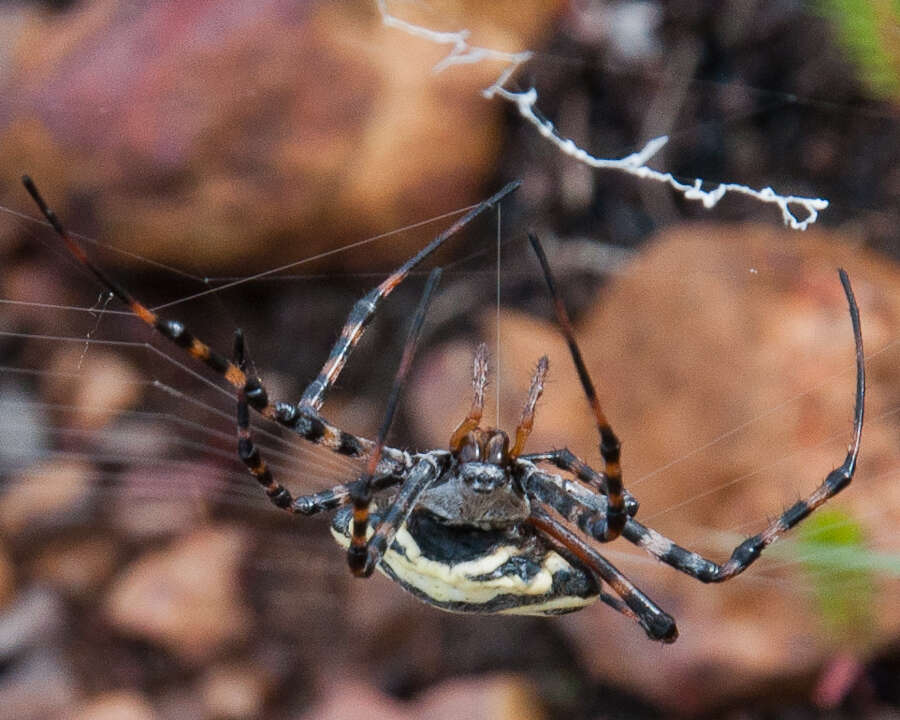 Image of Argiope australis (Walckenaer 1805)