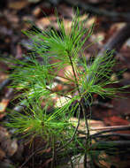 Image of eastern white pine