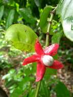 Image of Heisteria perianthomega (Vellozo) H. O. Sleumer