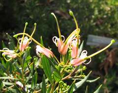 Image of Silky-oak