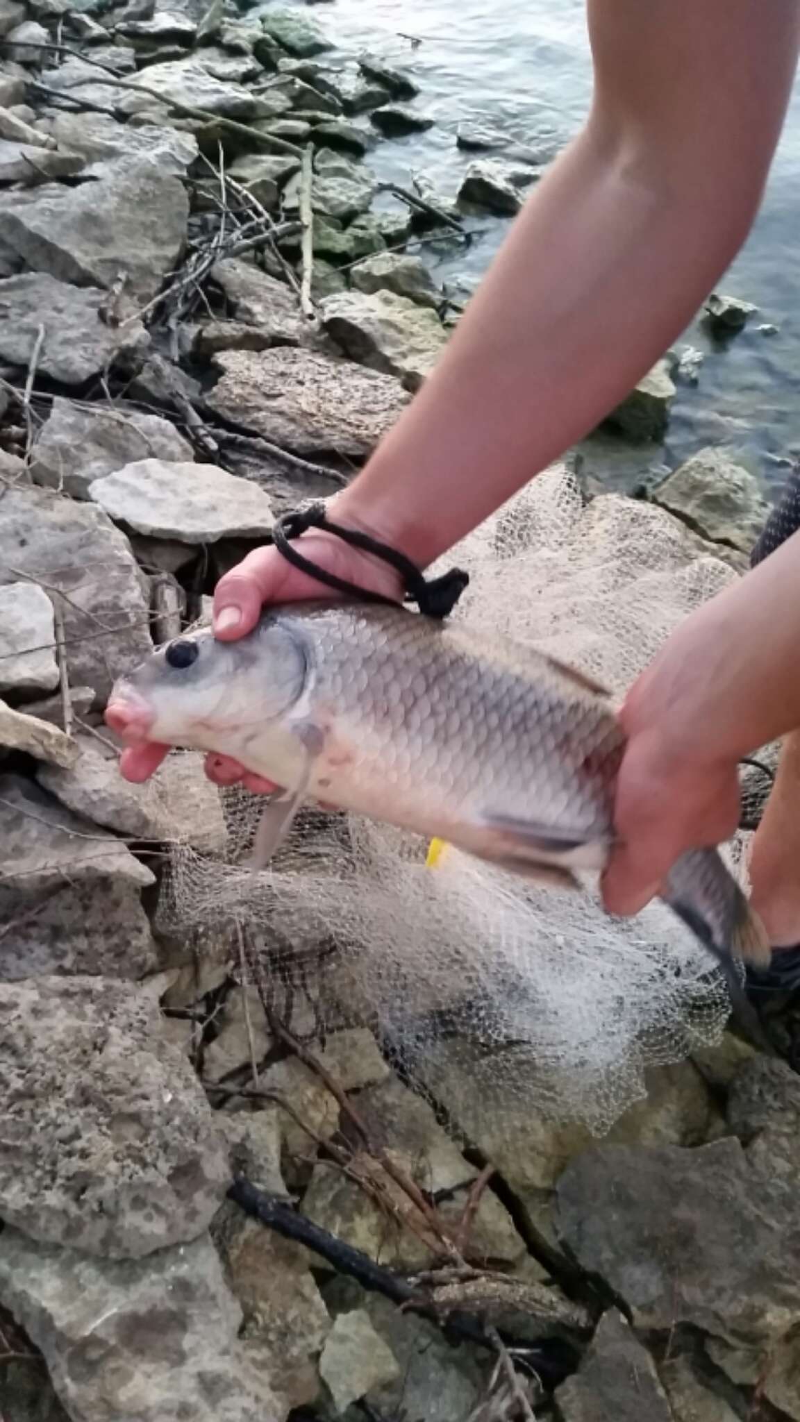 Image of Smallmouth Buffalo