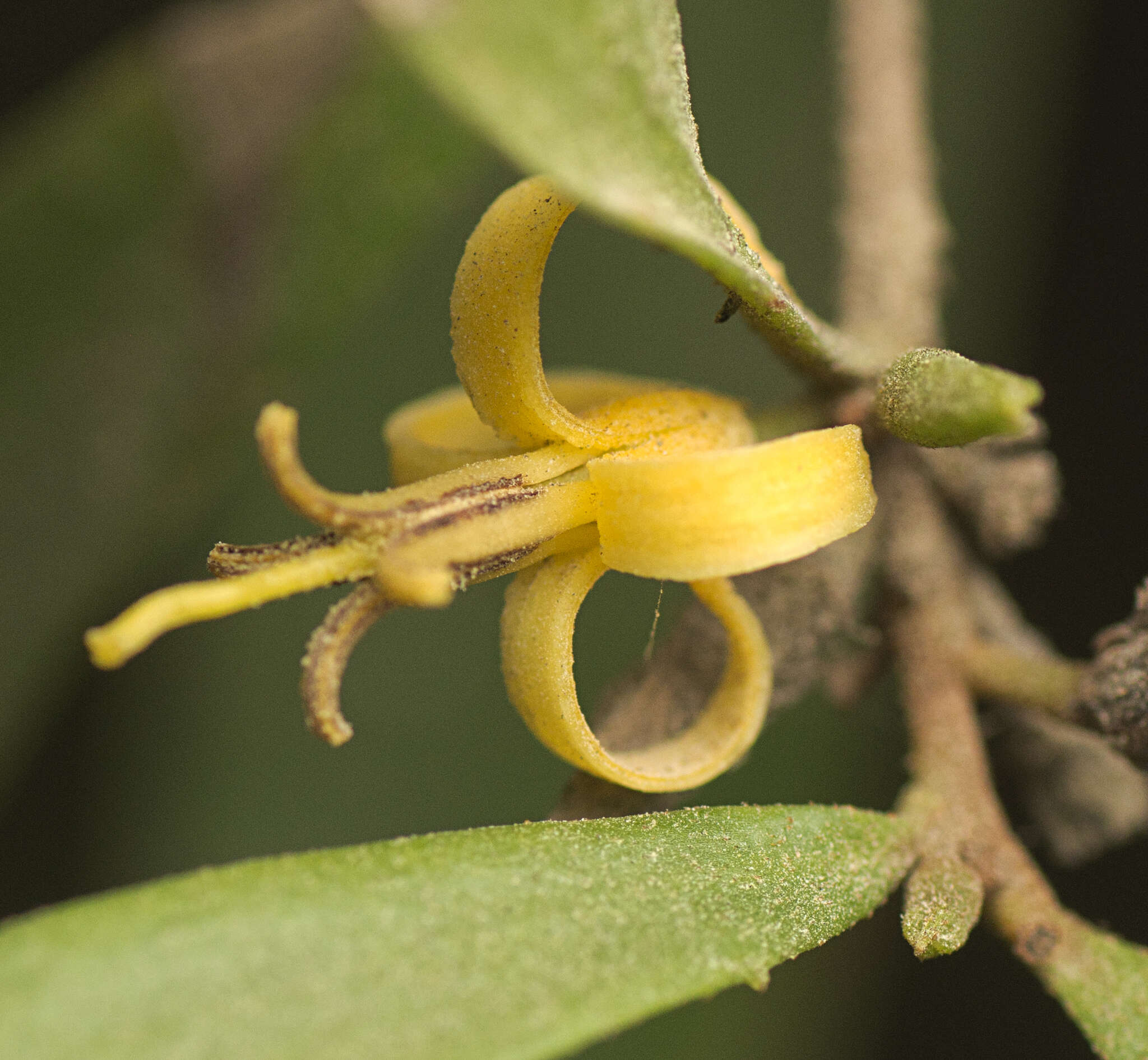 Image of Persoonia iogyna P. H. Weston & L. A. S. Johnson