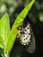 Image of Garden Acraea