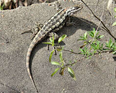 Image of Texas Spiny Lizard