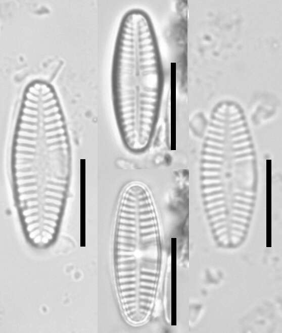 Image of Planothidium lanceolatum