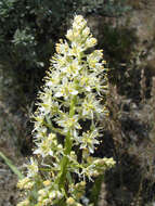 Image of alkali grass