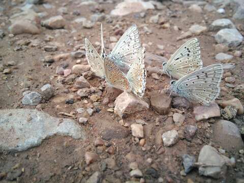 Imagem de Polyommatus albicans (Gerhard 1851)