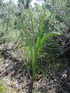 Image of alkali grass