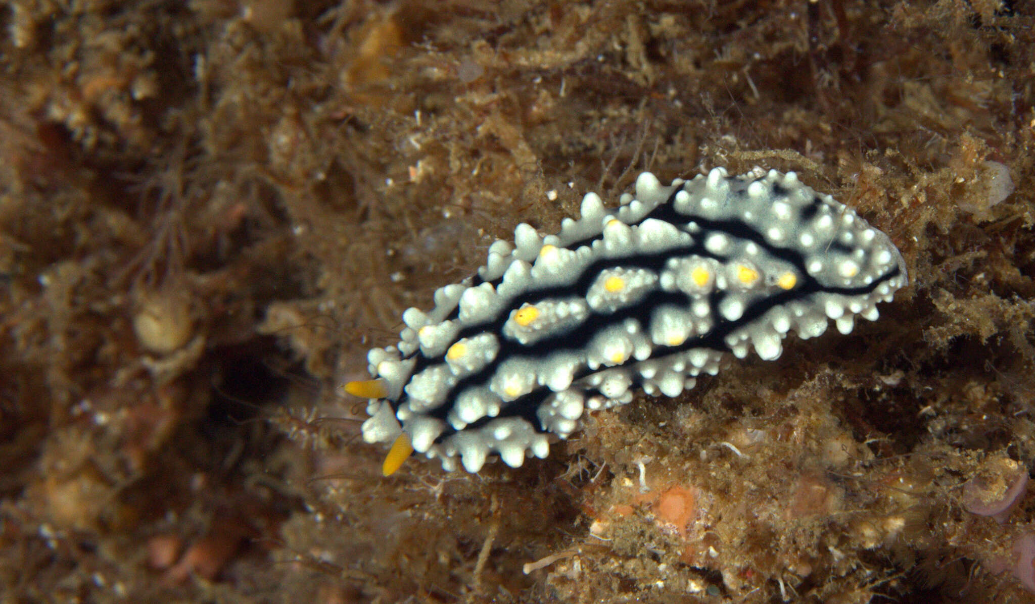 Image of Lumpy black grey orange slug