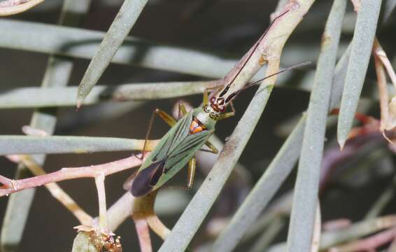 Sivun Austromiris kuva