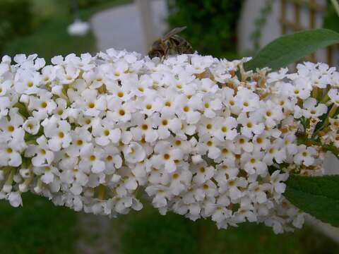 Image of butterfly-bush