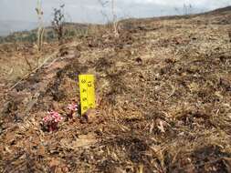 Image of Euphorbia fusiformis var. khandallensis (Blatt. & Hallb.) Binojk. & N. P. Balakr.